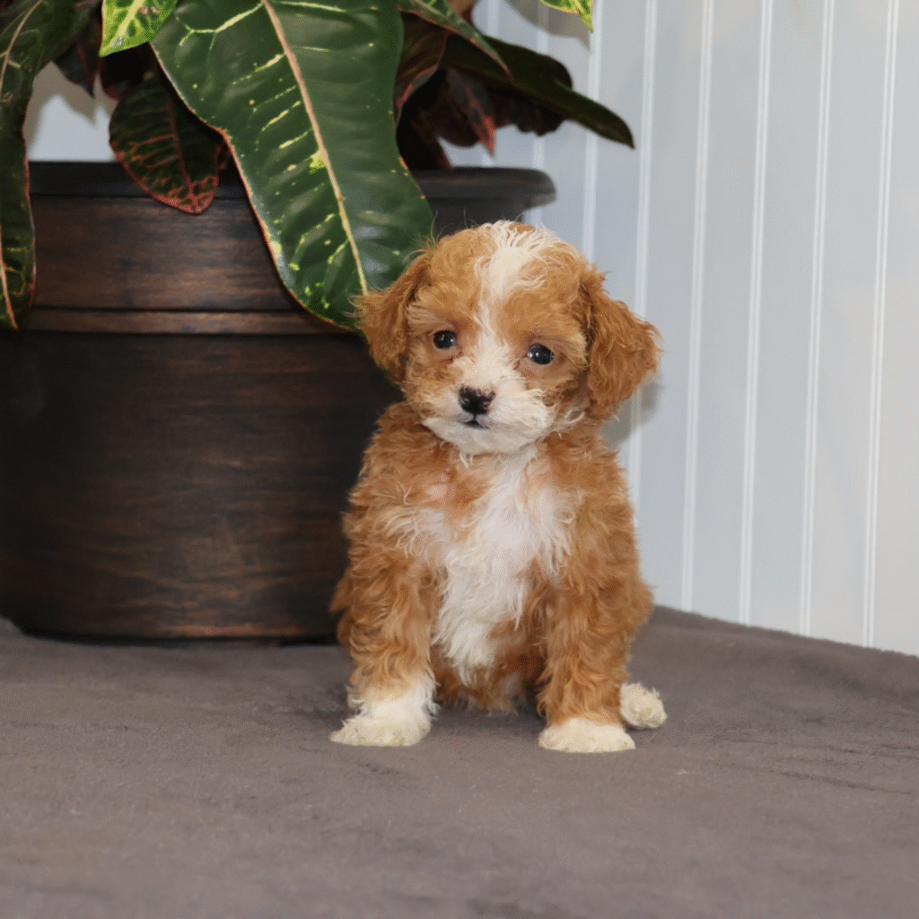 lancaster pa puppies