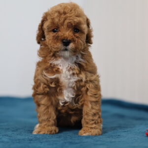 mini toy poodle