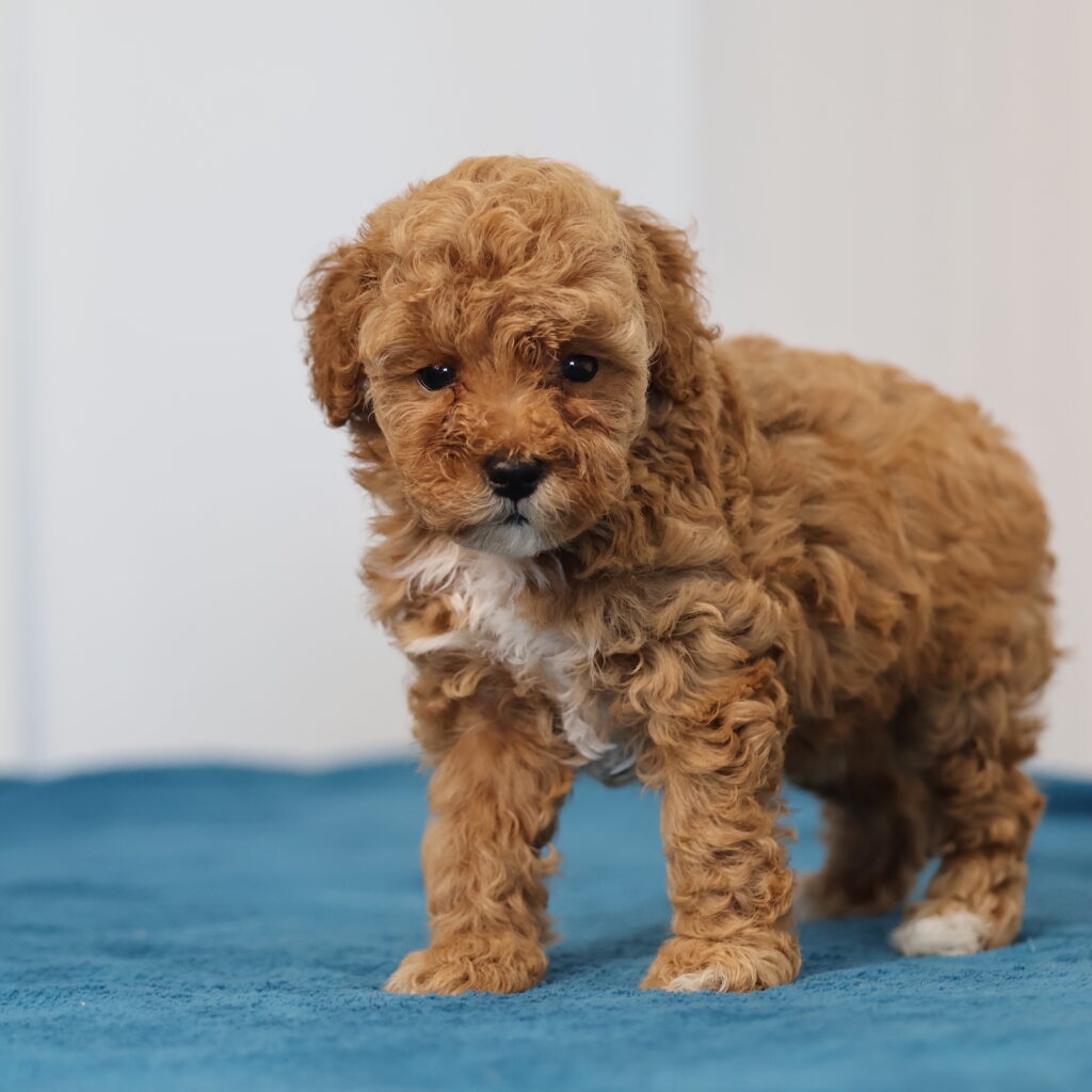 miniature toy poodle