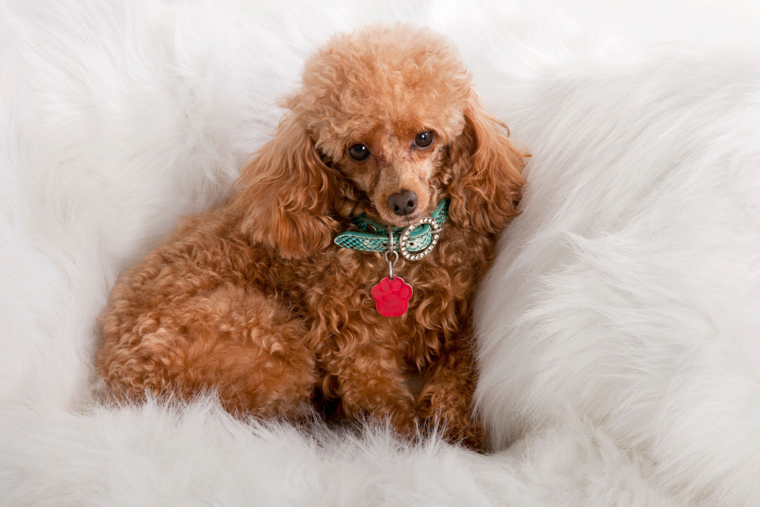 toy poodles for sale