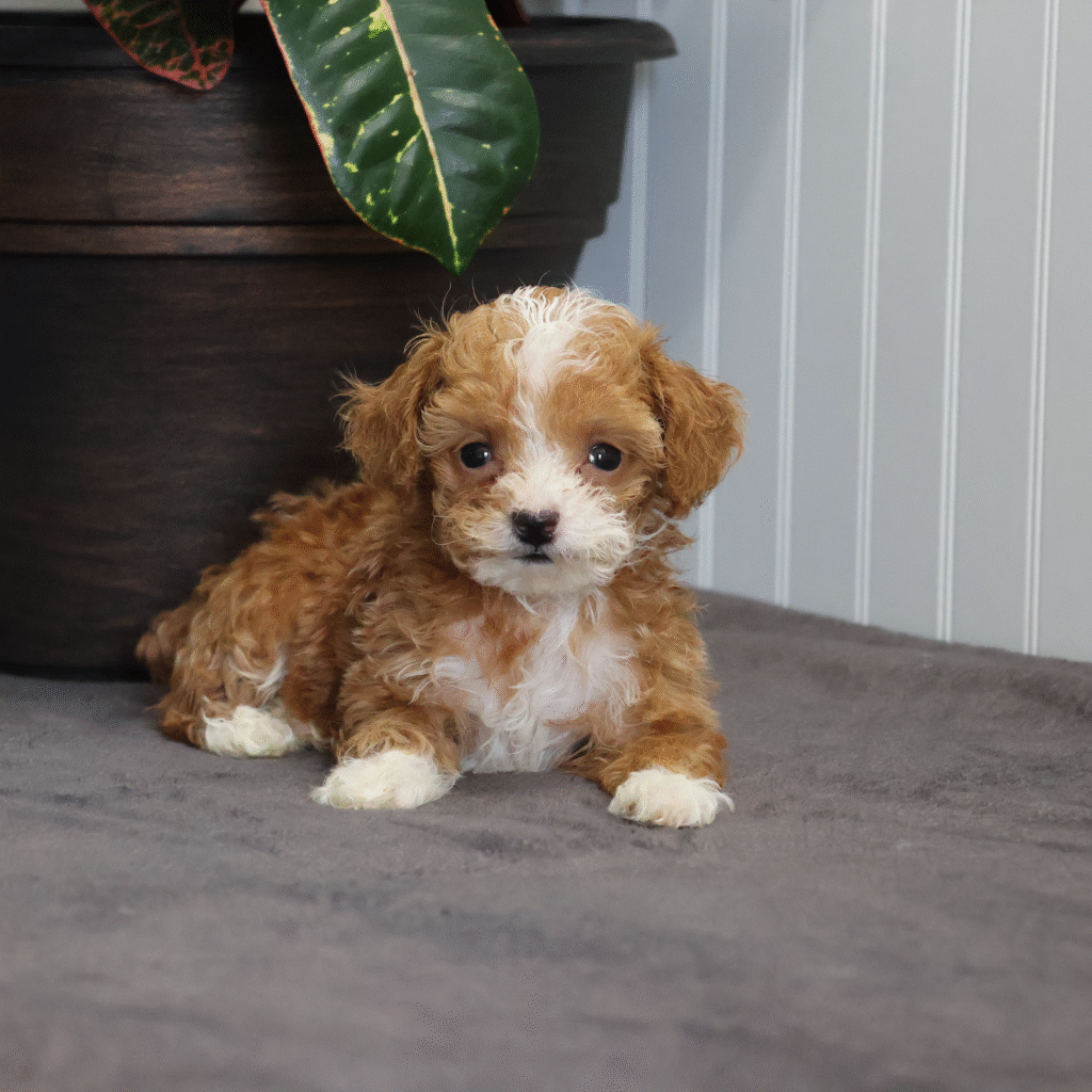 puppies lancaster pa
