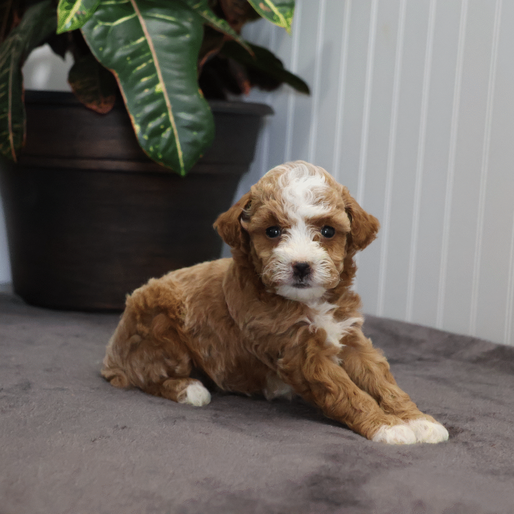 red and white toy poodle