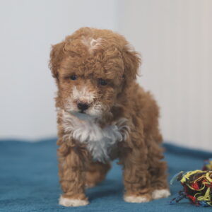 red toy poodle