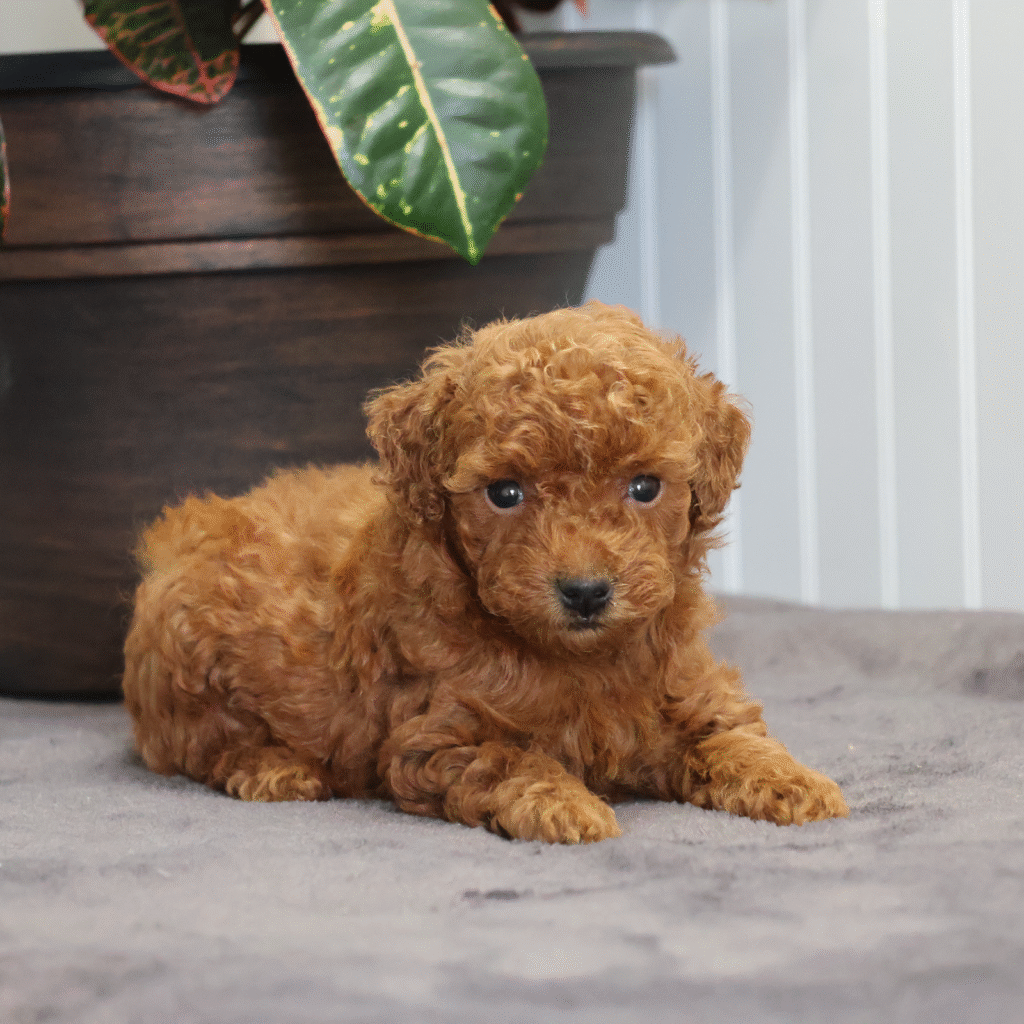 red toy poodle puppies for sale