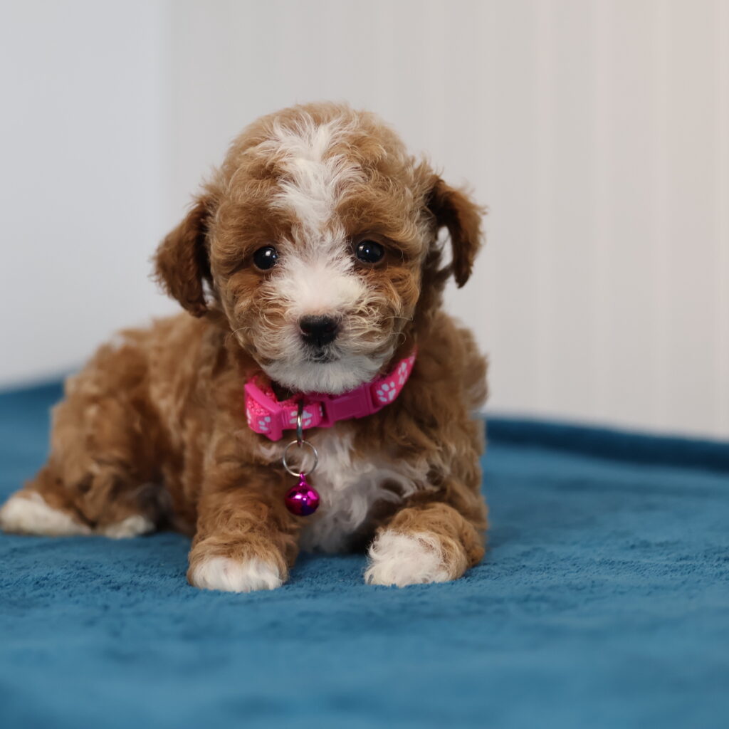 red toy poodles for sale