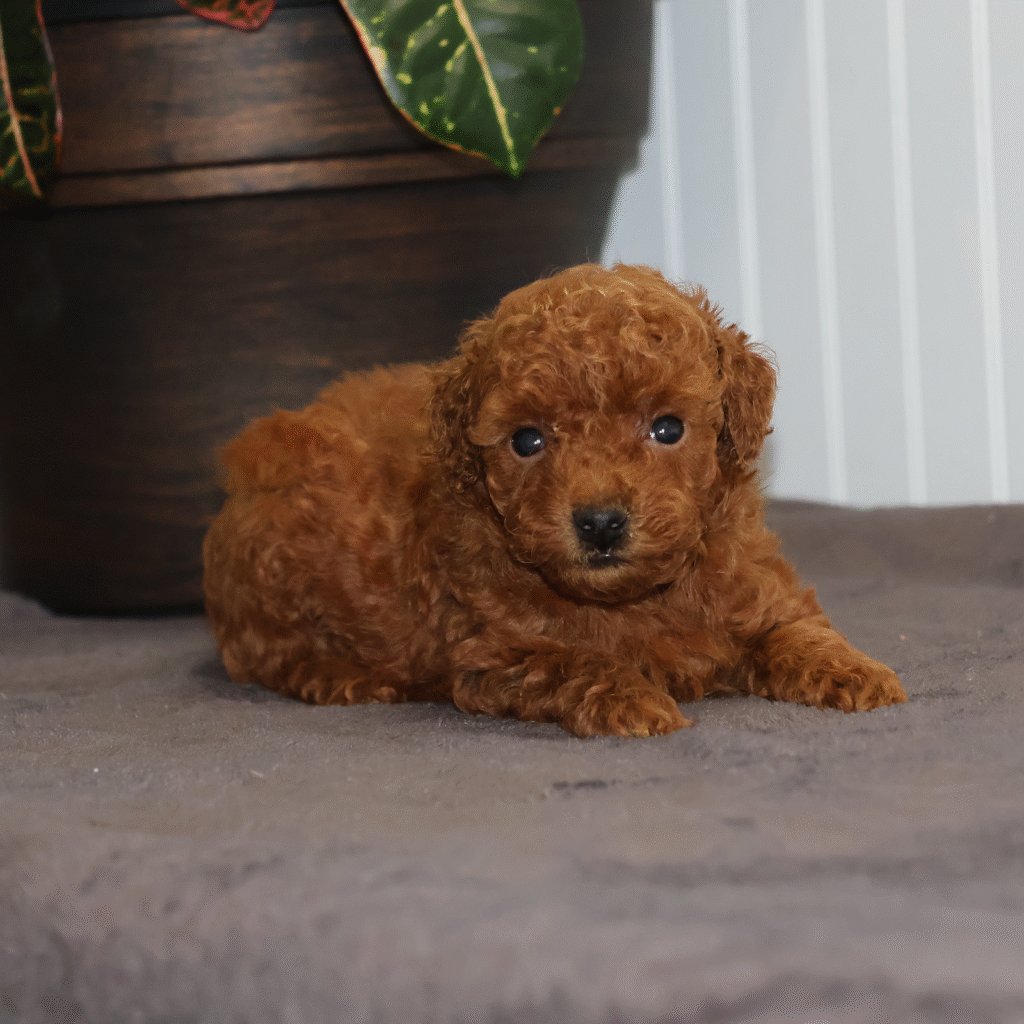 red toy poodles near me