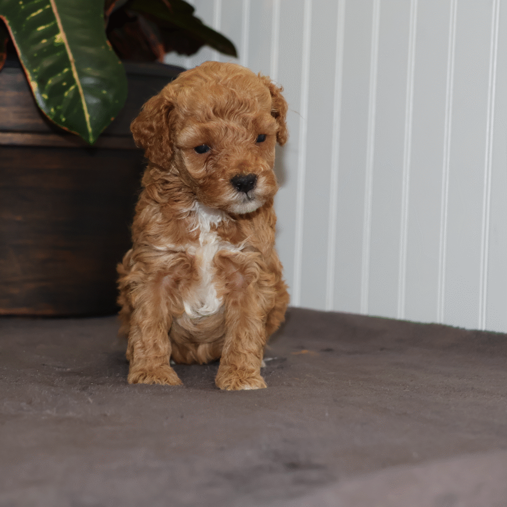 red toy poodles pa