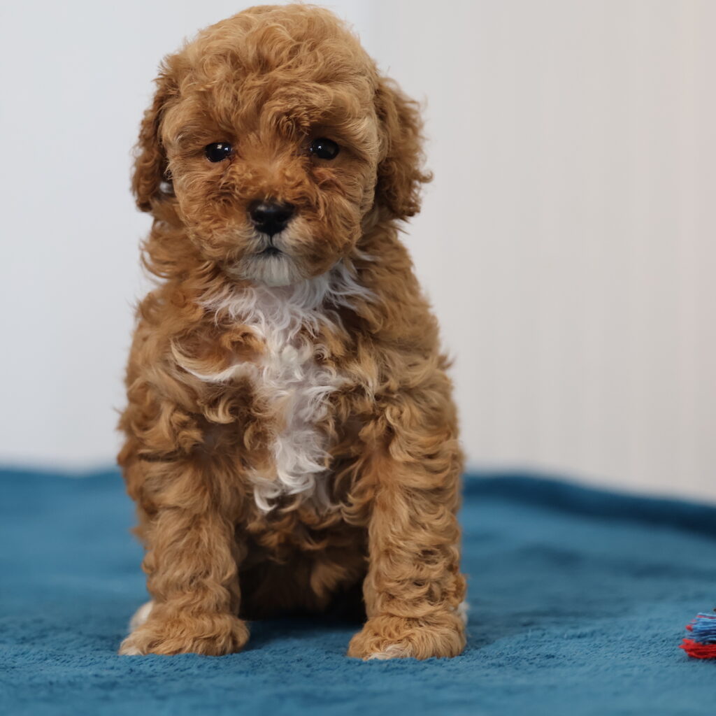 teacup toy poodle