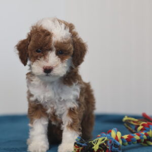 toy poodle pa