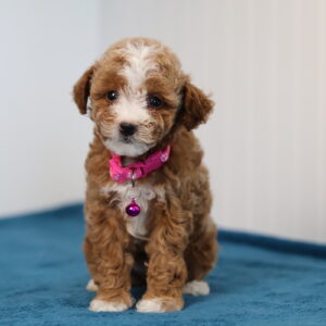 toy poodle
