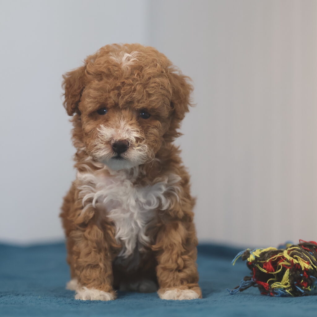 toy poodle adoption