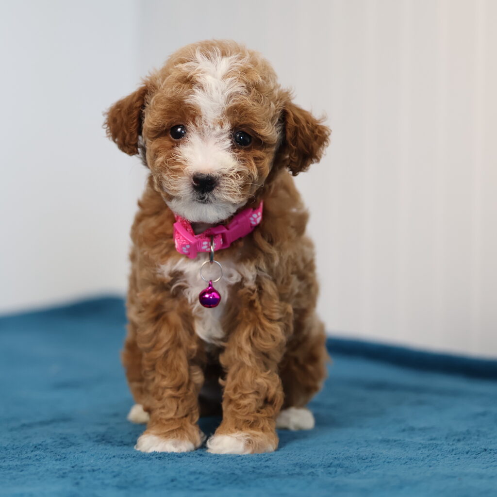 toy poodle adoption near me