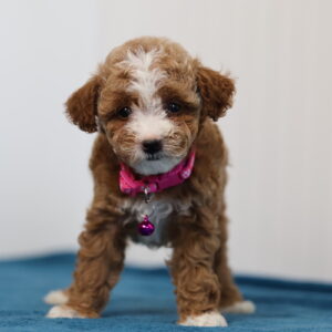 toy poodle and teacup poodle