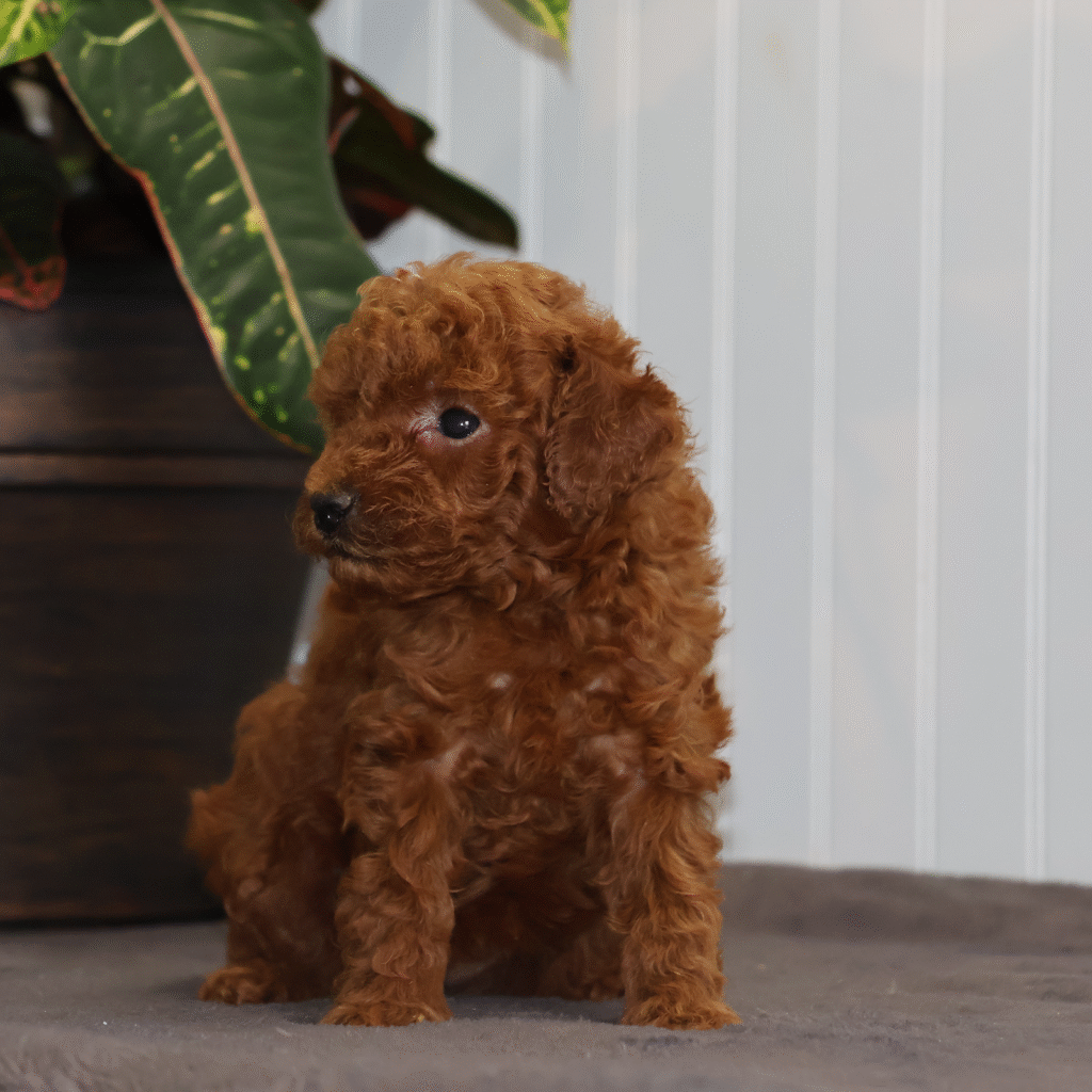 toy poodle breeder