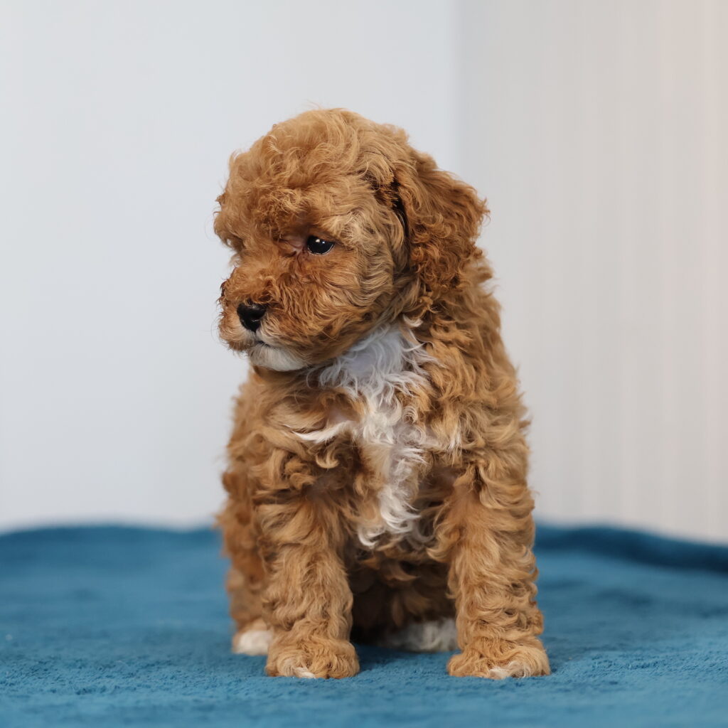 toy poodle breeders