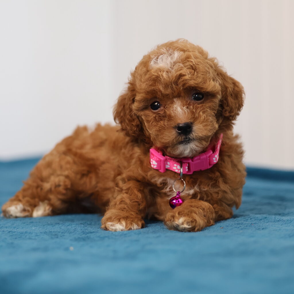 toy poodle breeders near me
