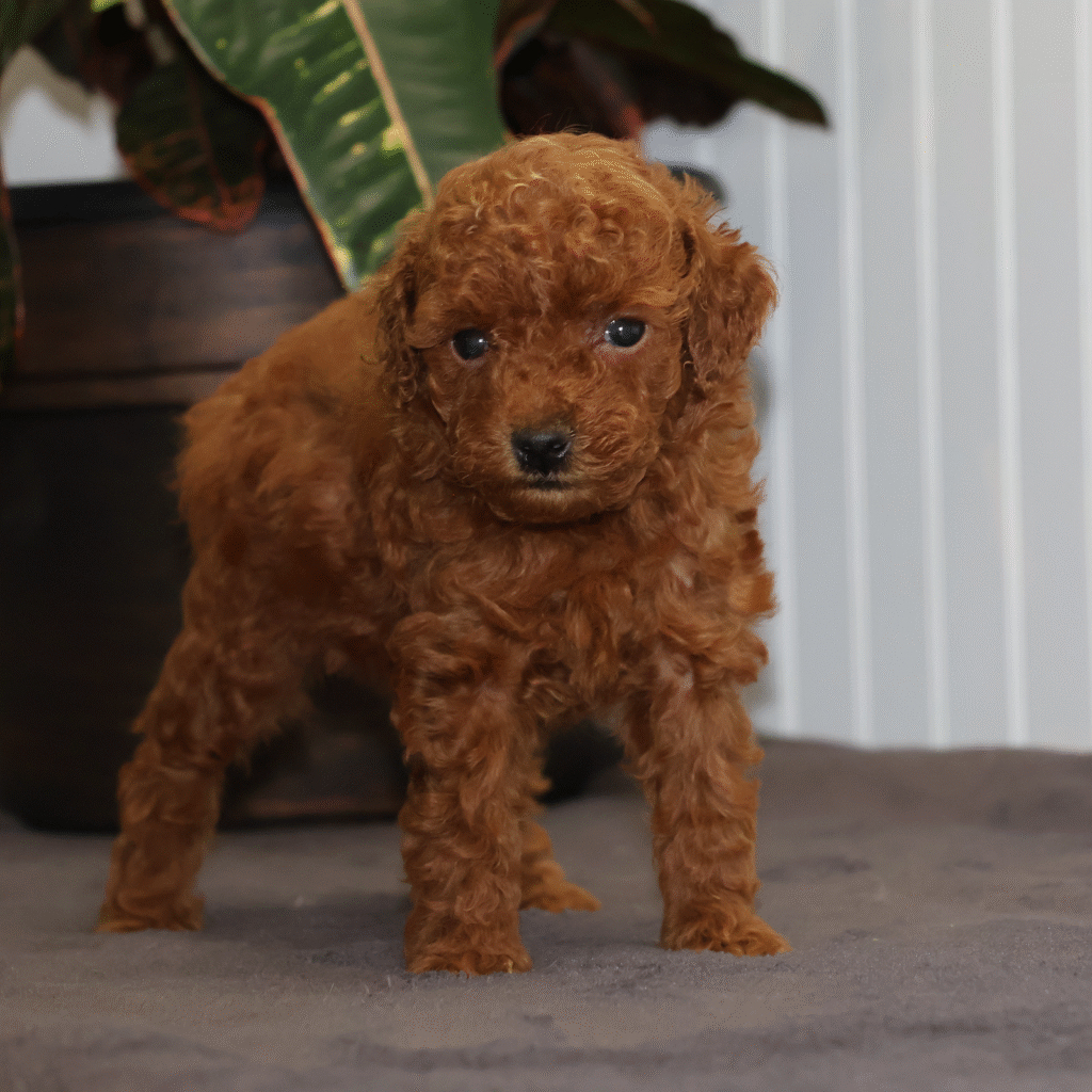 toy poodle breeders near me