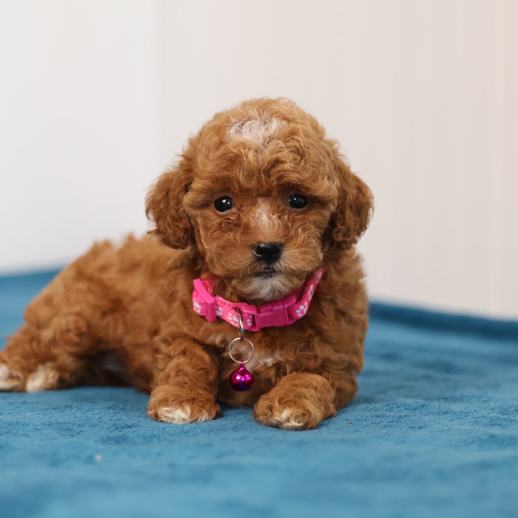 toy poodle dog for sale