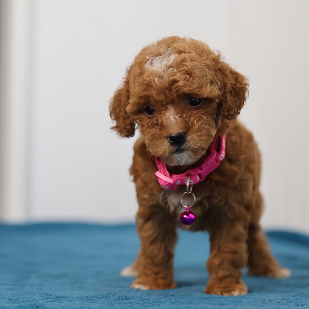 toy poodle dogs and puppies