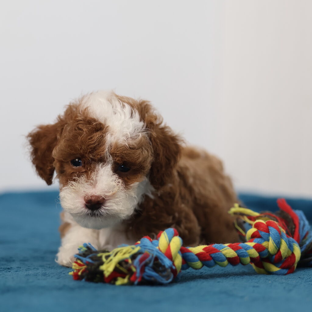 toy poodle for sale
