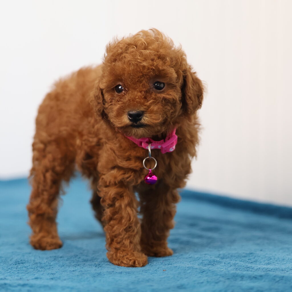 toy poodle for sale near me