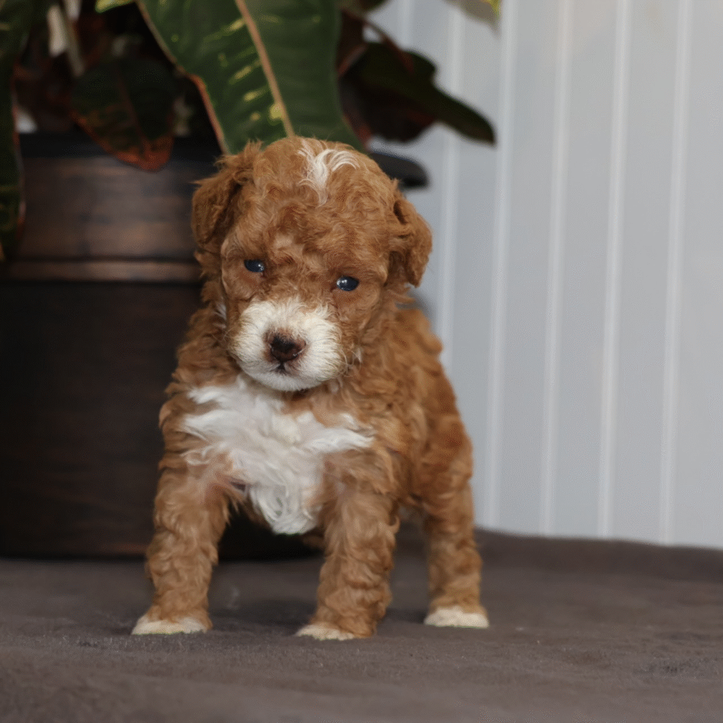 toy poodle for sale near me