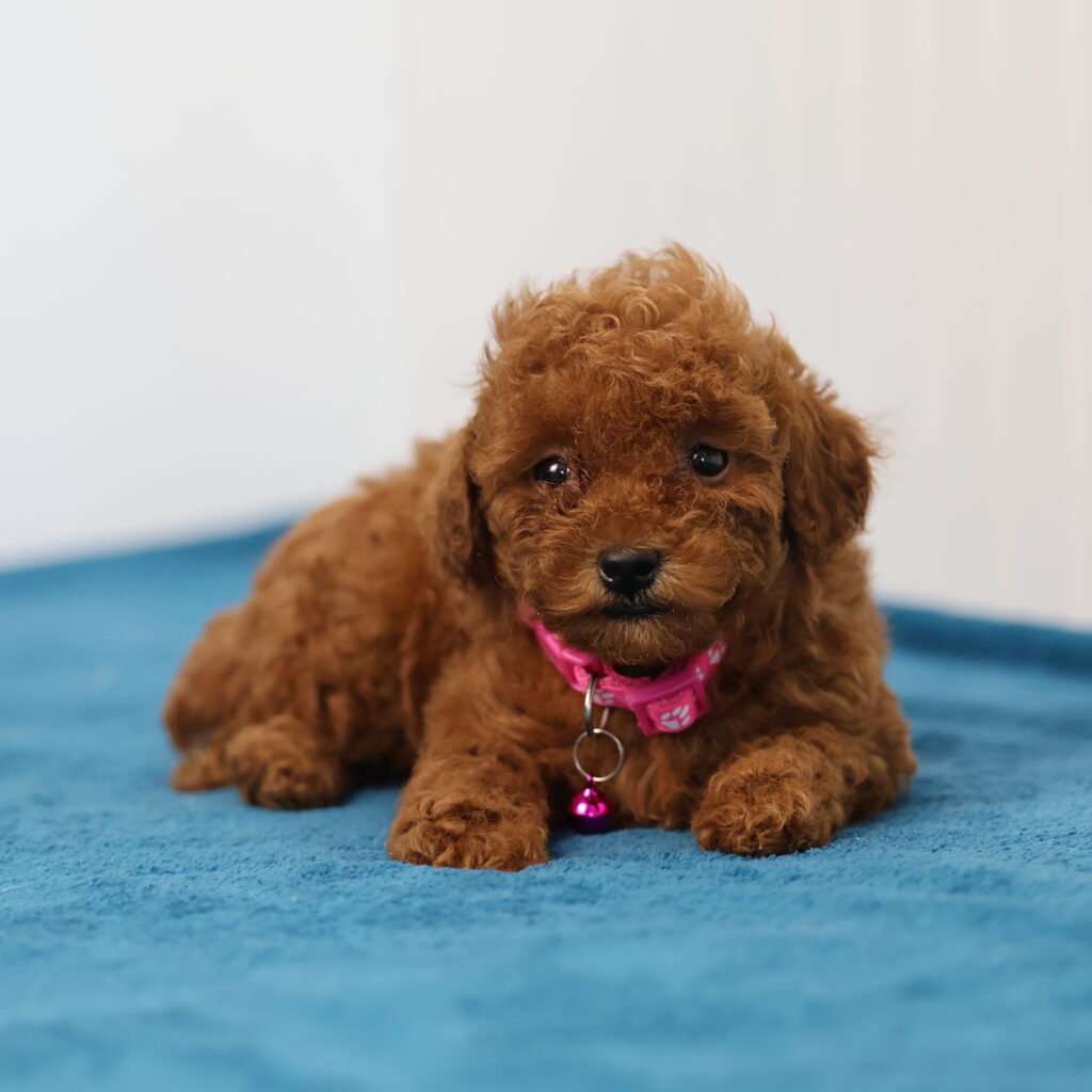 toy poodle miniature poodle