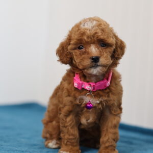 toy poodle near me