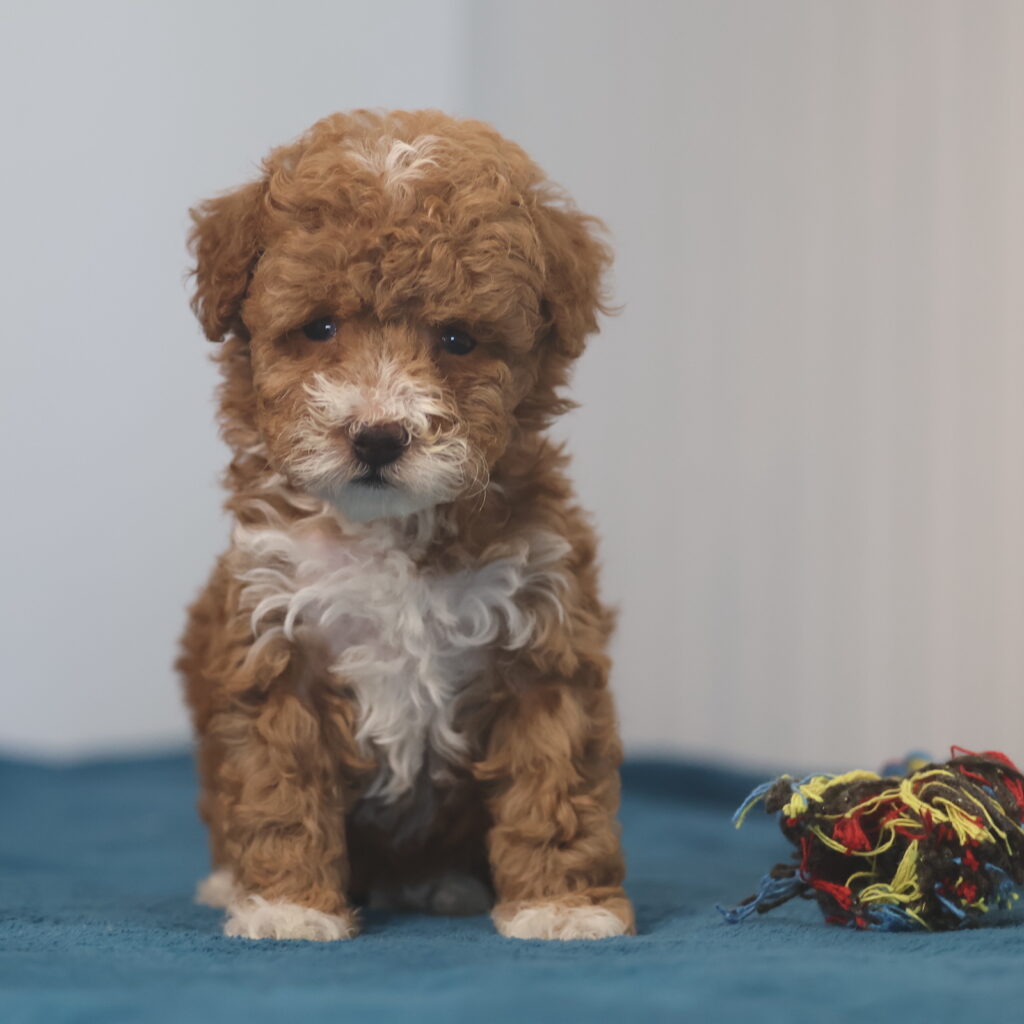 toy poodle puppies