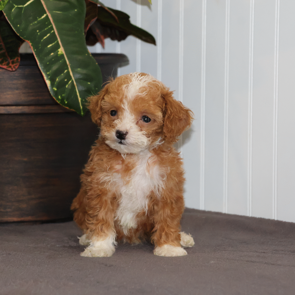 toy poodle puppies Pa