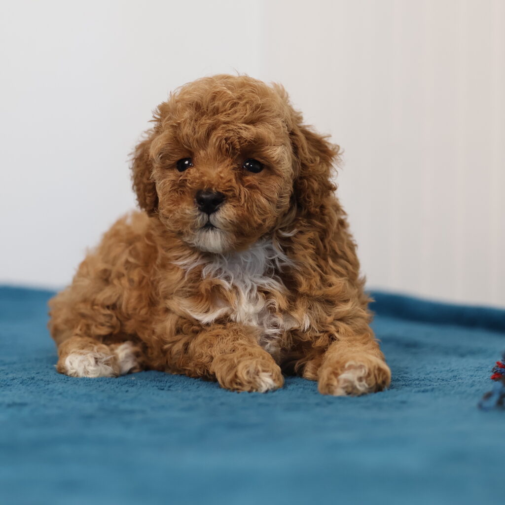 toy poodle puppies for sale