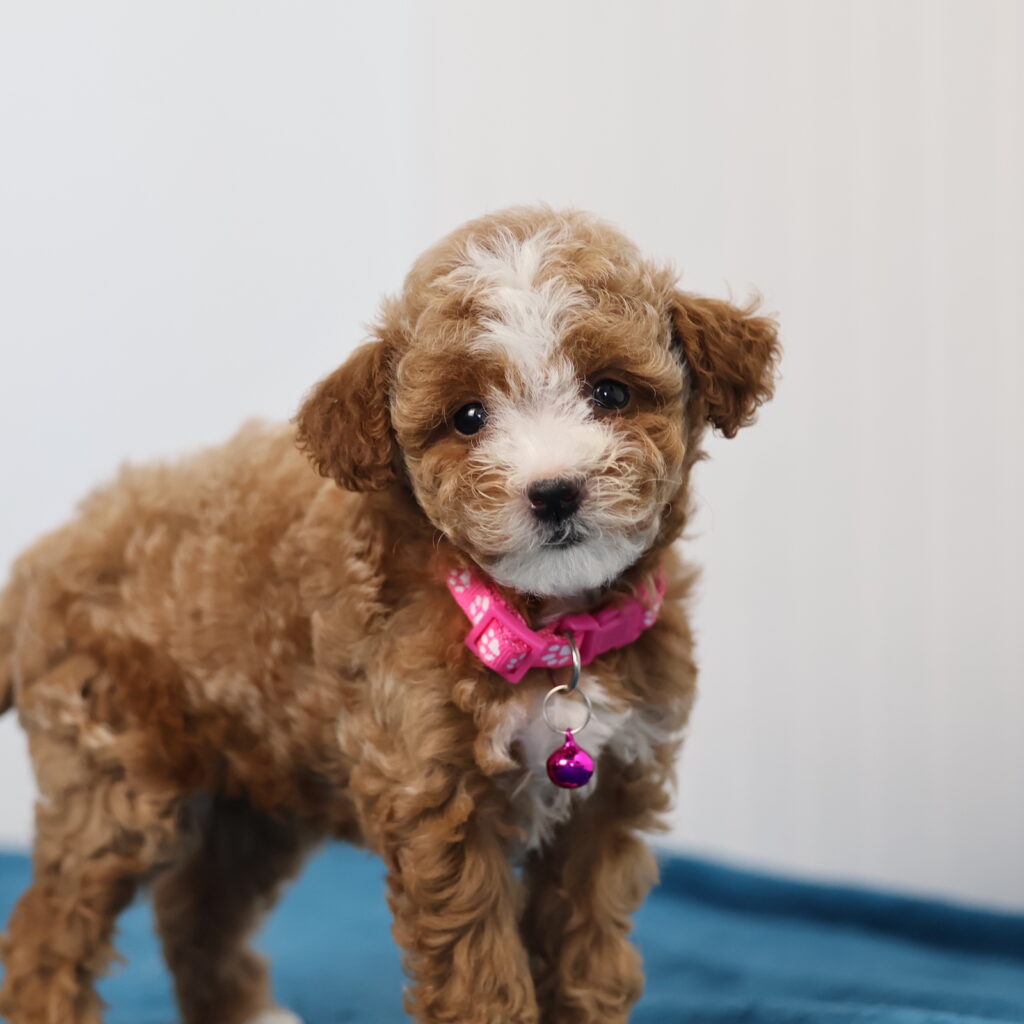 toy poodle puppies for sale near me