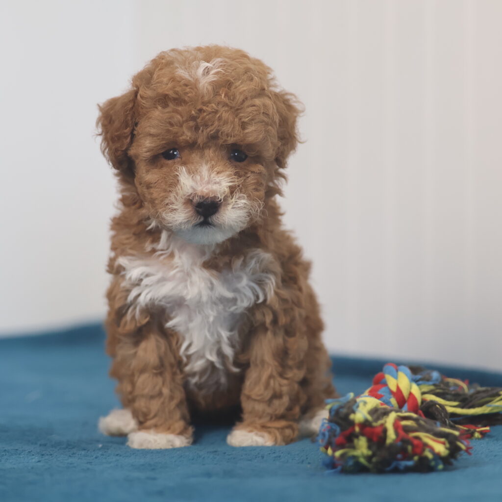 toy poodle puppy