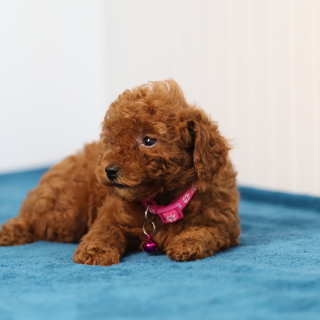 toy poodle to adopt