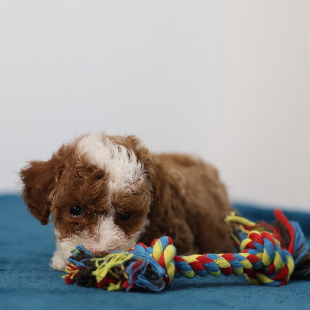 toy poodles