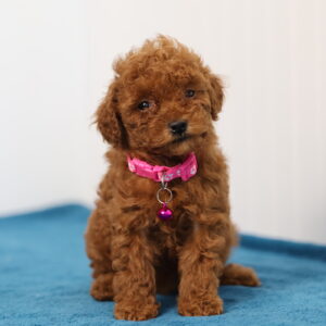 toy poodles breeders