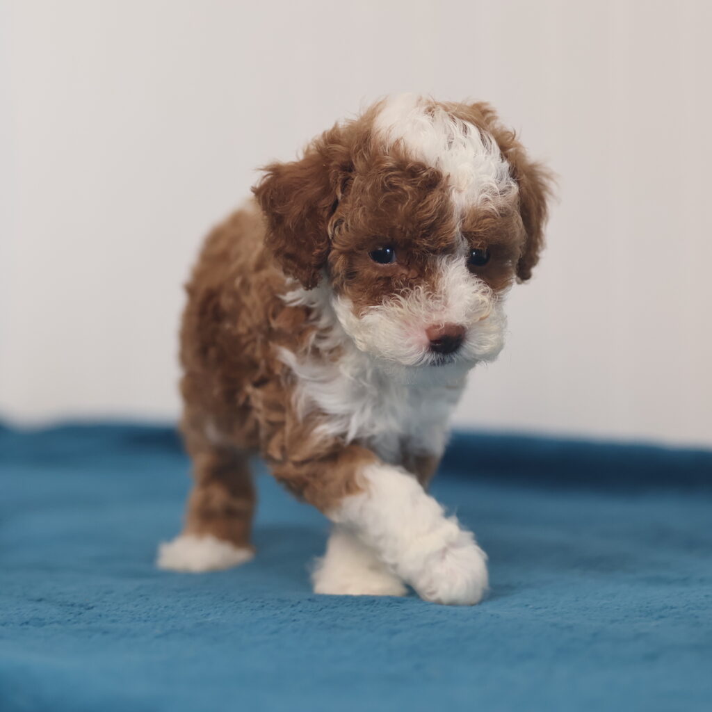 toy poodles for sale