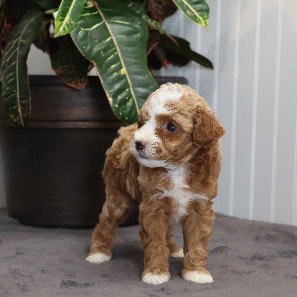 toy poodles for sale