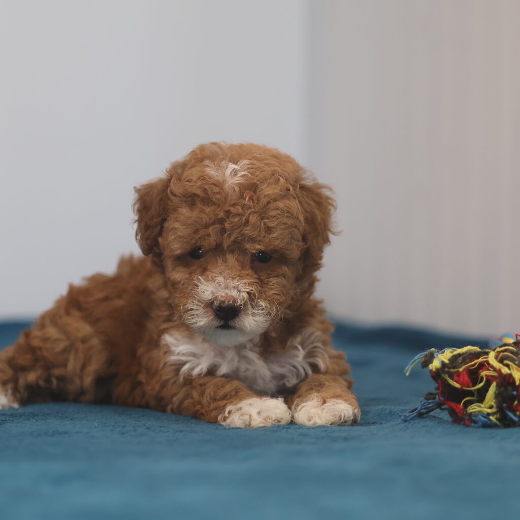 toy poodles for sale near me