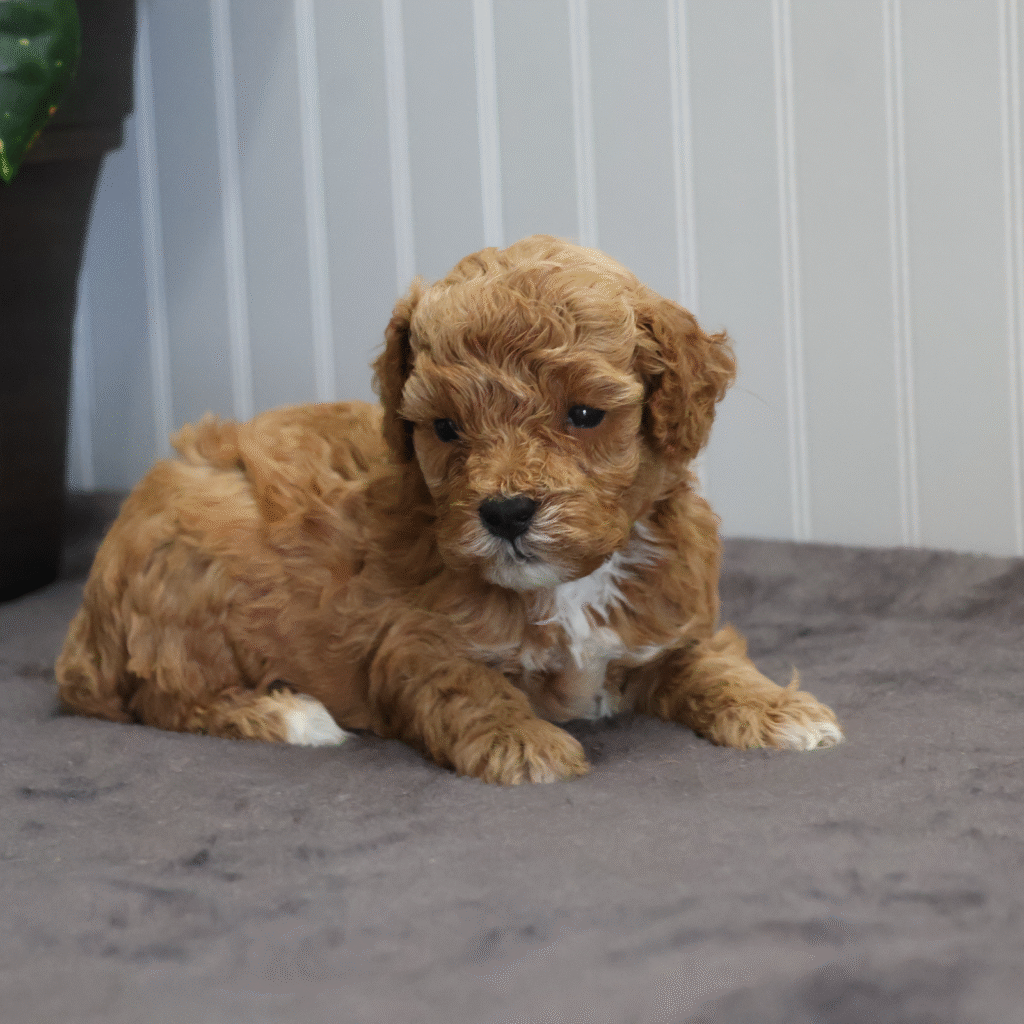 toy poodles for sale pa