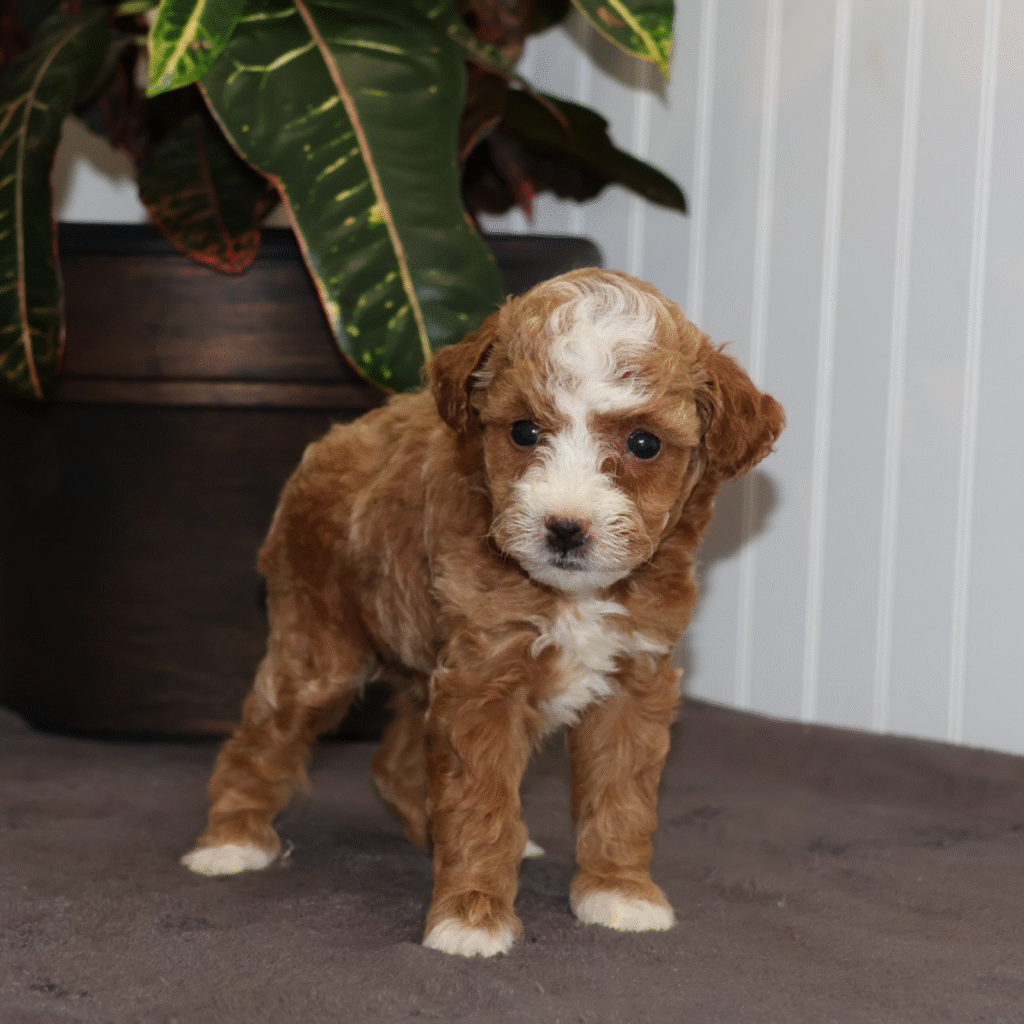 toy poodles for sale pa