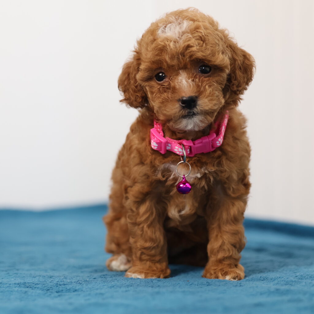 toy poodles near me for sale