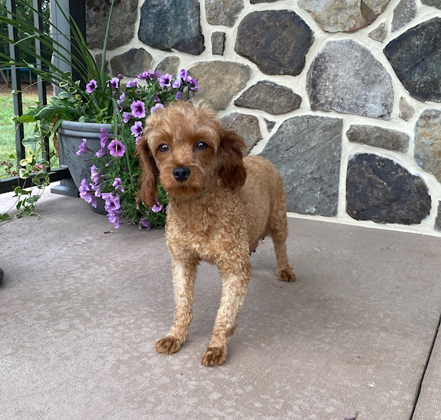 Bristol Cavapoo Adult
