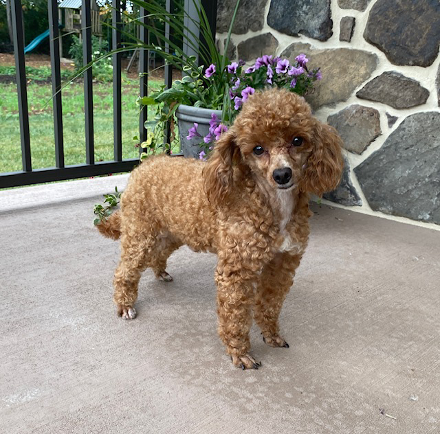 Donald Toy Poodle Adult