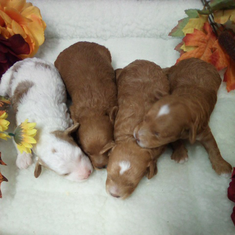 Toy Poodle Puppies