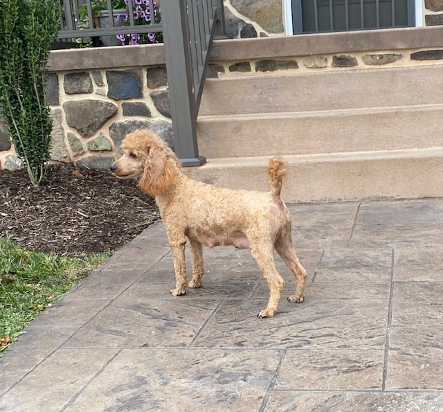 Twinkle Poodle Adult