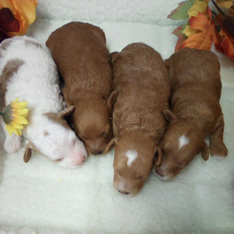 Waitlist Poodles