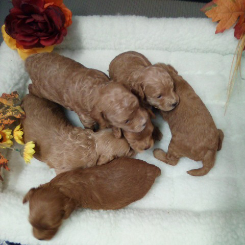 cavapoo Puppies
