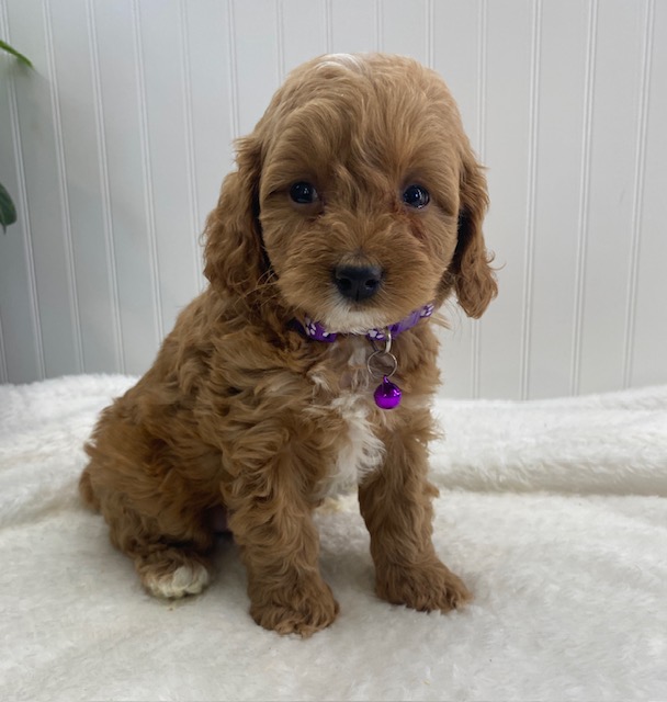 cavapoo near me