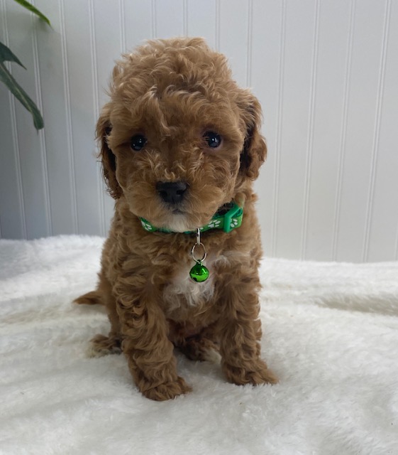 cavapoo puppies near me